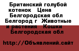 Британский голубой котенок › Цена ­ 500 - Белгородская обл., Белгород г. Животные и растения » Кошки   . Белгородская обл.